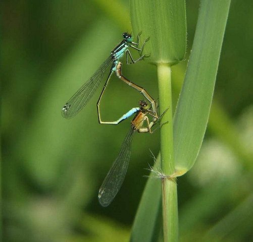 lantaarntjeviaansebos04052007
