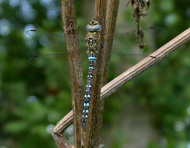 paardenbijtermanviaansebos18082006