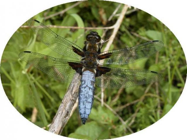 platbuiklingebos200504