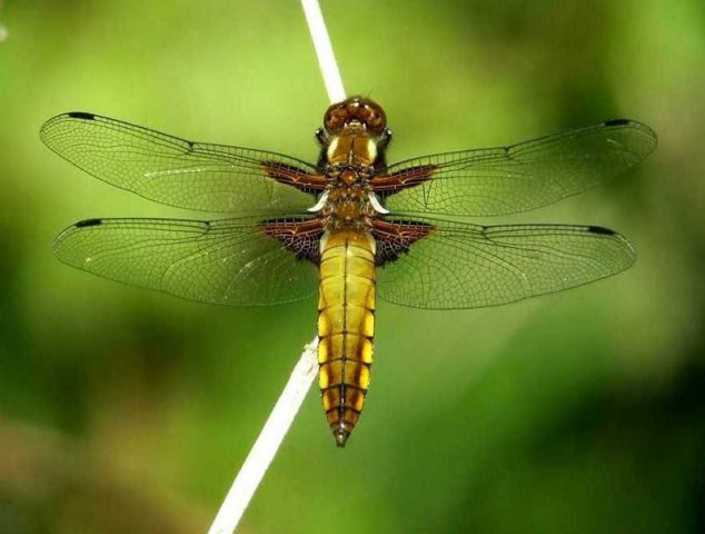 platbuiklingebos210420072