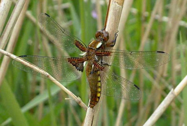 platbuikzouweboezem11052005