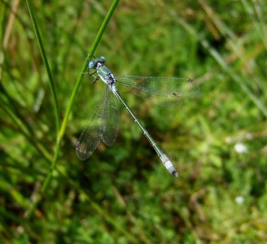 tengerepantserjuffermannatuurlijkbrabant28062008
