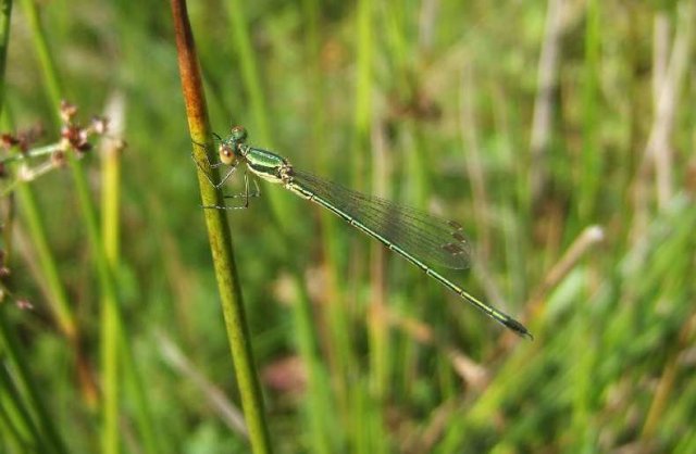 tengerepantserjuffervrouwnatuurlijkbrabant28062008