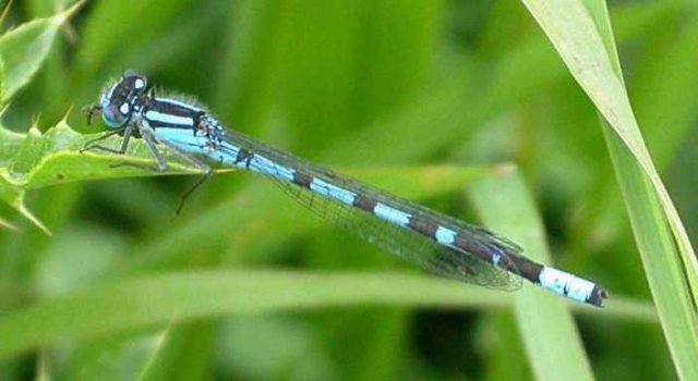 variabelewaterjufergagelpolderutrecht20052005