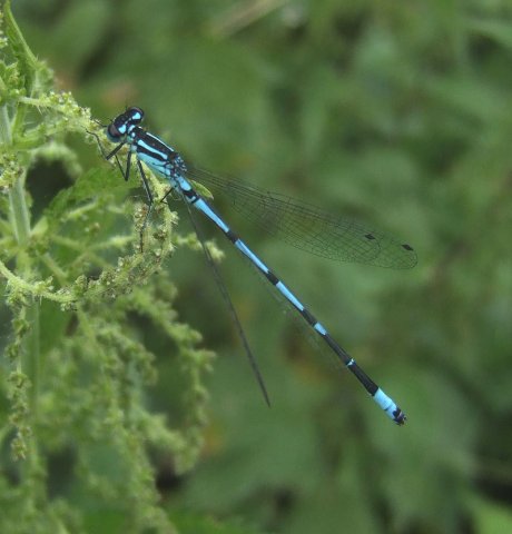 variabelewaterjufferavelingen110620082