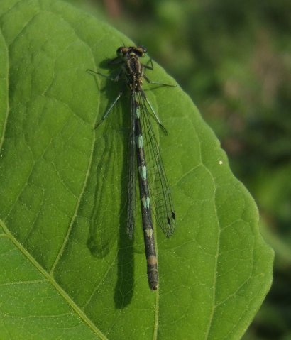 variabelewaterjufferavelingen130520082