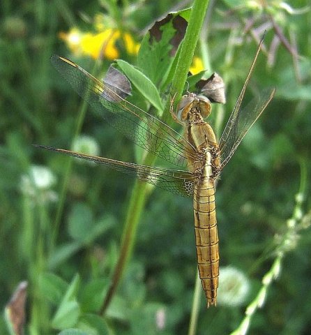 vuurlibellekuiterwaardforteverdingen170620082