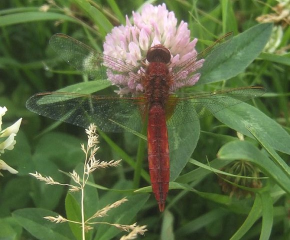 vuurlibellekuiterwaardforteverdingen29062008