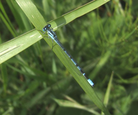 watersnuffeldekikkert14062008