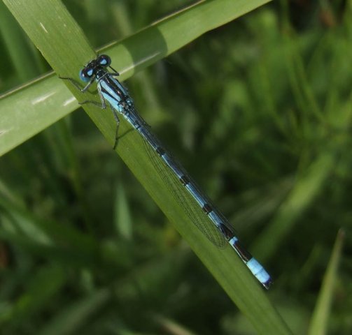 watersnuffelzouweboezemgebied14062008