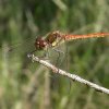 bruinrodeheidelibeluiterwaardbovenmerwedewoudrichem06082006