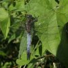 gewoneoeverlibeldeavelingen160620084