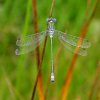 gewonepantserjuffernatuurlijkbrabant23072005