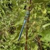 grotekeizerlibelviaansebos15062004