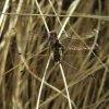 noordsewitsnuitlibelkampina230420071