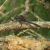 noordsewitsnuitlibelnatuurlijkbrabant23042007