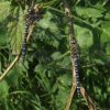paardenbijterszouweboezemgebied19082007