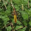 platbuiklingebos06052008