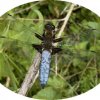 platbuiklingebos200504