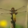 platbuiklingebos21042007