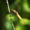 platbuiklingebos210420071