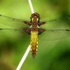 platbuiklingebos210420072