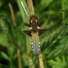 platbuikviaansebos03052007