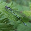 variabelewaterjufferzouweboezem18042007