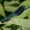 weidebeekjuffernatuurlijkbrabant21072005