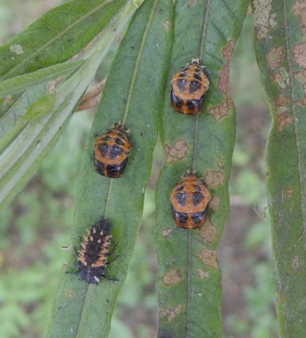aziatischlieveheersbeestjelarveenpoppenburggraafmeerkerk29062015