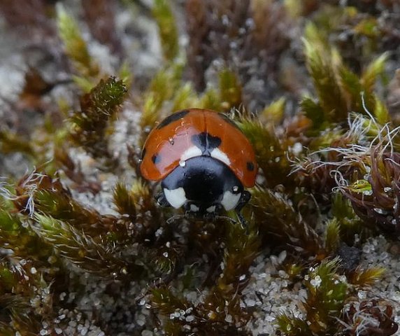 bosmierlieveheersbeestjeganzenhoekwassenaar14042018_4