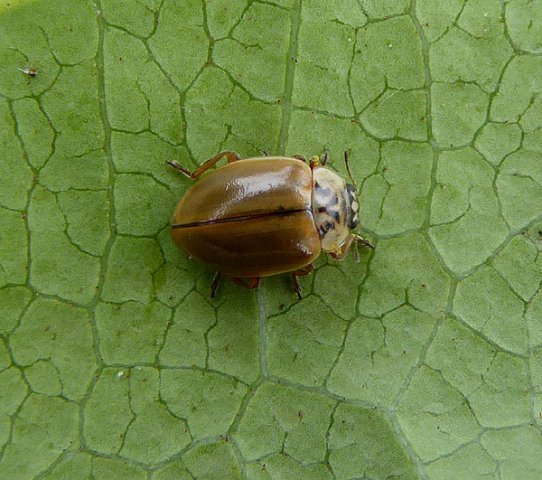 bruinlieveheersbeestjeinnaalboommeerkerk14062015_2
