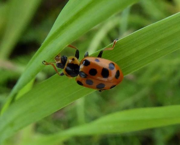 dertienstippeliglieveheersbeesjerotondelingebos26082015_1