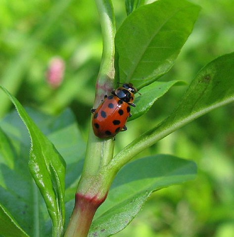 dertienstippeliglieveheersbeestjenatuurlijkbrabant04072011