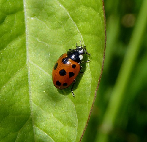 elfstippeliglieveheerssbeestjezouweboezem04062015
