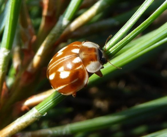 gestreeptlieveheersbeestjevliegveldsoesterberg16072015_2