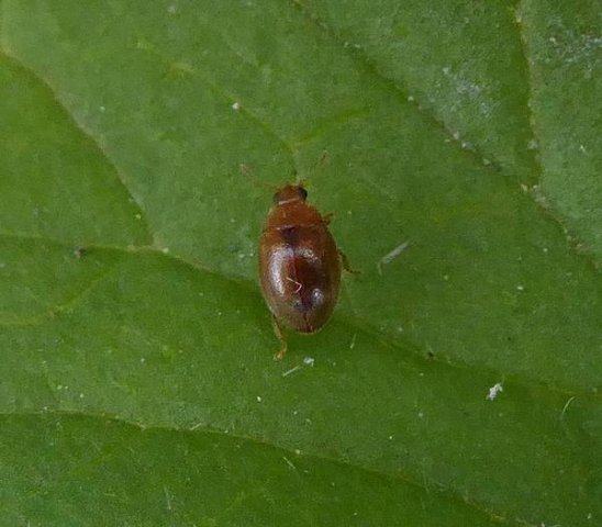 graslandnepkapoentjetienhoven21082015_6
