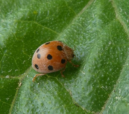 heggenranklieveheersbeestje12052018_1