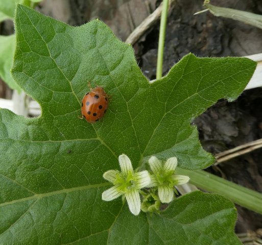heggenranklieveheersbeestje12052018_3