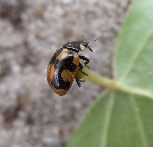 hieroglyfenlieveheersbeestjesoesterberg27092015_1