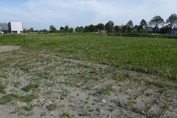 lieveheersbeestjeseldoradobraaknieuwegein28062015
