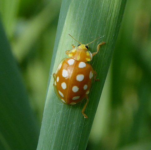 meeldauwlieveheersbeestjezouweboezem12062015