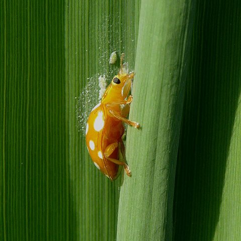 meeldauwlieveheersbeestjezouweboezem120620152
