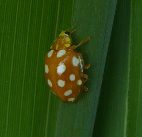 meeldauwlieveheersbeestjezouweboezem120620153