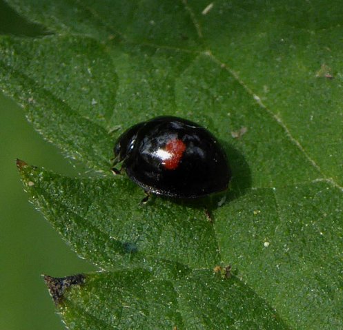 niervleklieveheersbeestjeforteverdingen17062015_3