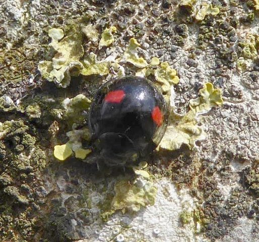niervleklieveheersbeestjeopgewoneeshuibert12042016_1