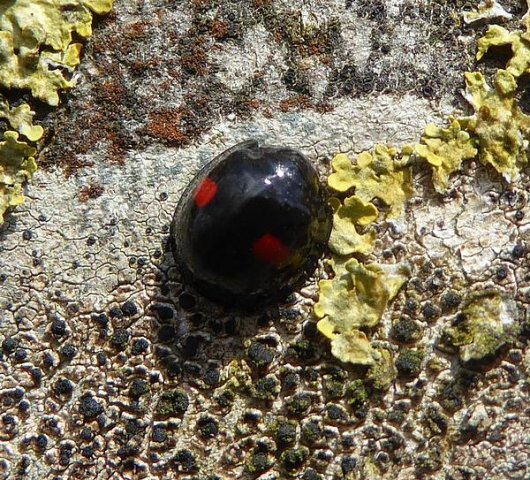 niervleklieveheersbeestjeopgewoneeshuibert12042016_2