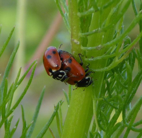 ruigtelieveheersbeestjebraaknieuwegein28062015_1