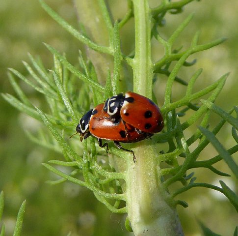 ruigtelieveheersbeestjebraaknieuwegein28062015_6