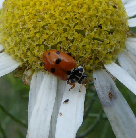 ruigtelieveheersbeestjeopreukelozekamillebraakgorinchem06072015_2